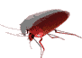 zontanh katsarida