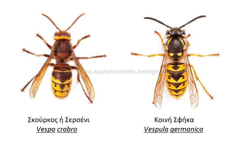 Απεντόμωση για Σφήκες
