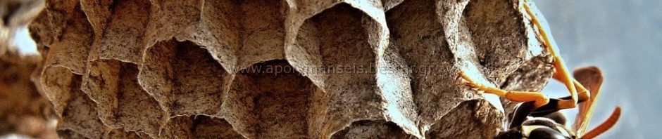 Σερσέγκια φωλιά Απολυμάνση - Απεντόμωση